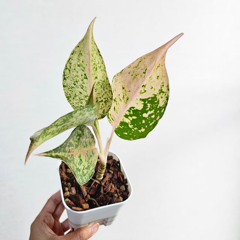 Aglaonema Catherine 》アグラオネマ キャサリン 観葉植物 ／ レッド