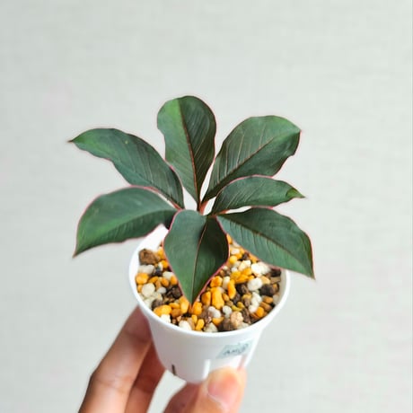 amorphophallus | STORES