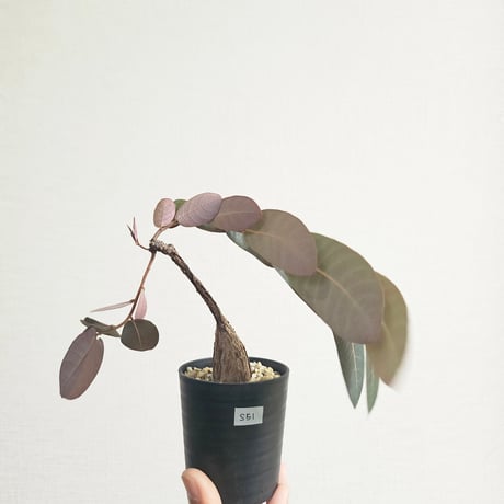 ステファニアエレクタ | STORES