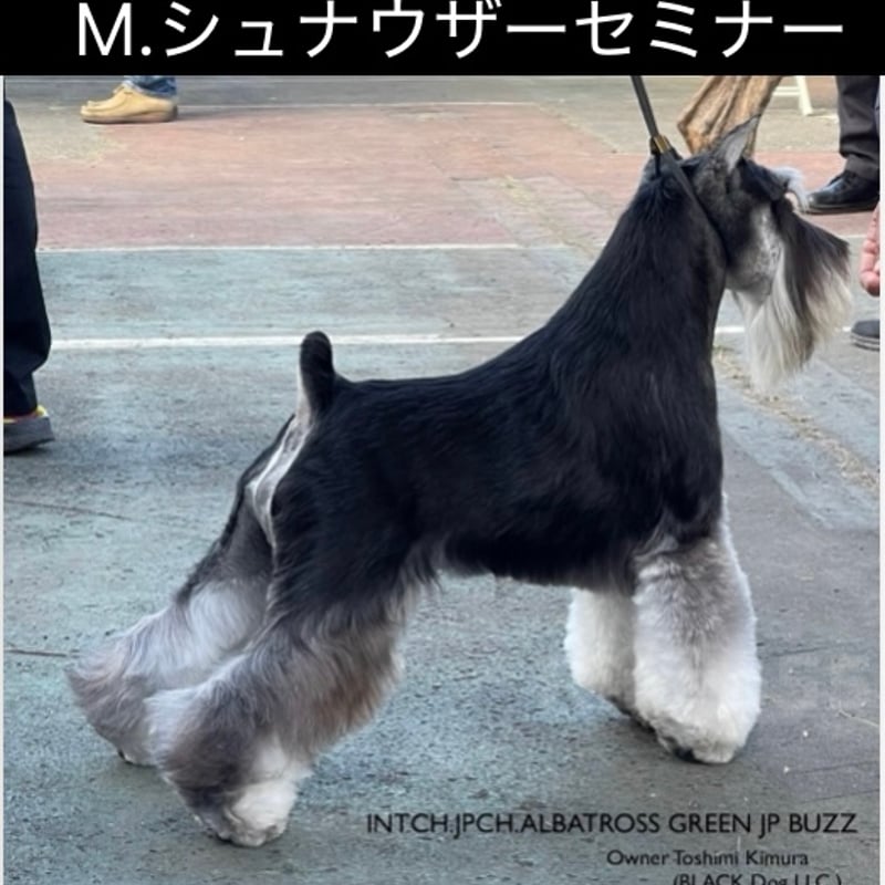 M.シュナウザーセミナー2025/2/20 | きらりん