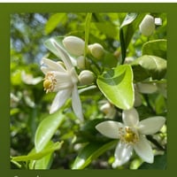 みかんの花の蒸留水　15ml(プラスチック）30ml(青い瓶）