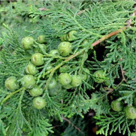 ひのきの葉の蒸留水　15ml(プラスチックの瓶）30ml(青い瓶）
