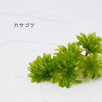 苔(カサゴケ)5本入り