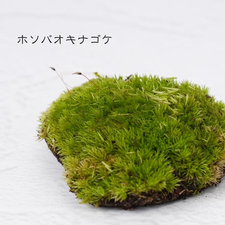 苔(ホソバオキナゴケ)