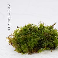 苔(ツルチョウチンゴケ)