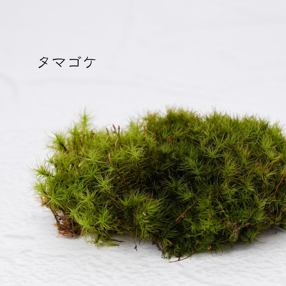 672ddd5891f26e06f92b195d
