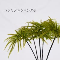 苔(コウヤノマンネングサ)5本入り