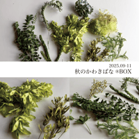 秋のかわきばな®BOX（花材販売・10月号）