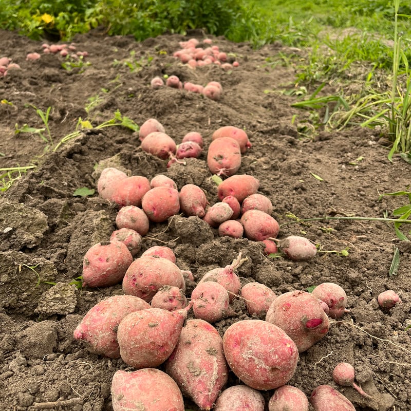 自然栽培 ジャガイモ5種食べ比べ（徳島県産） | 森ねずみの畑 トトファーム