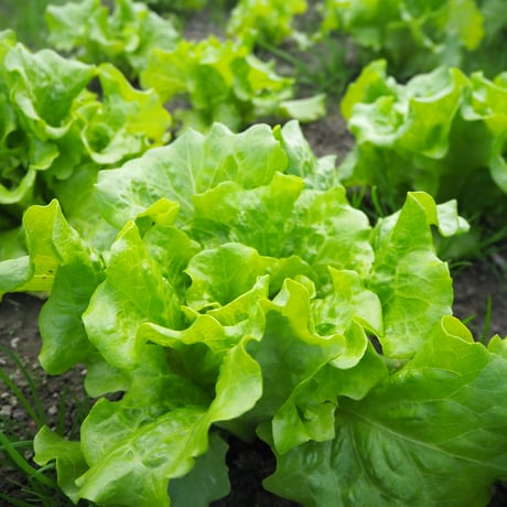 【お試し品】自然栽培　季節の野菜セット　※おひとり様2回まで