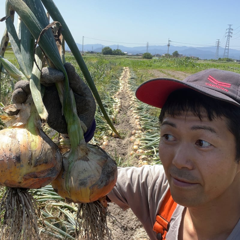 自然栽培 旨みのギュッと詰まったタマネギ（徳島県産） | 森ねずみの畑