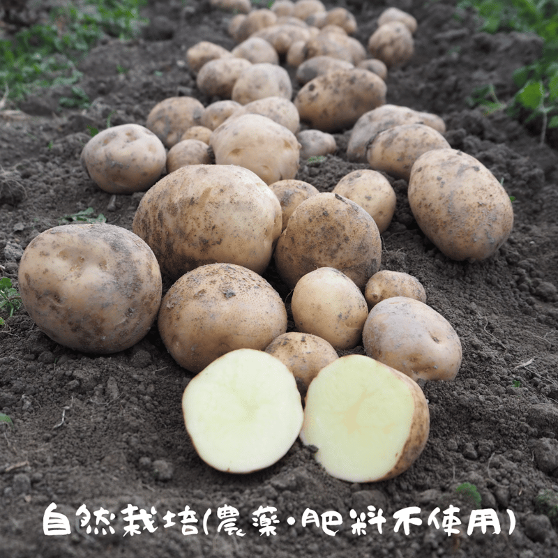 自然栽培 ジャガイモ5種食べ比べ（徳島県産） | 森ねずみの畑 トトファーム