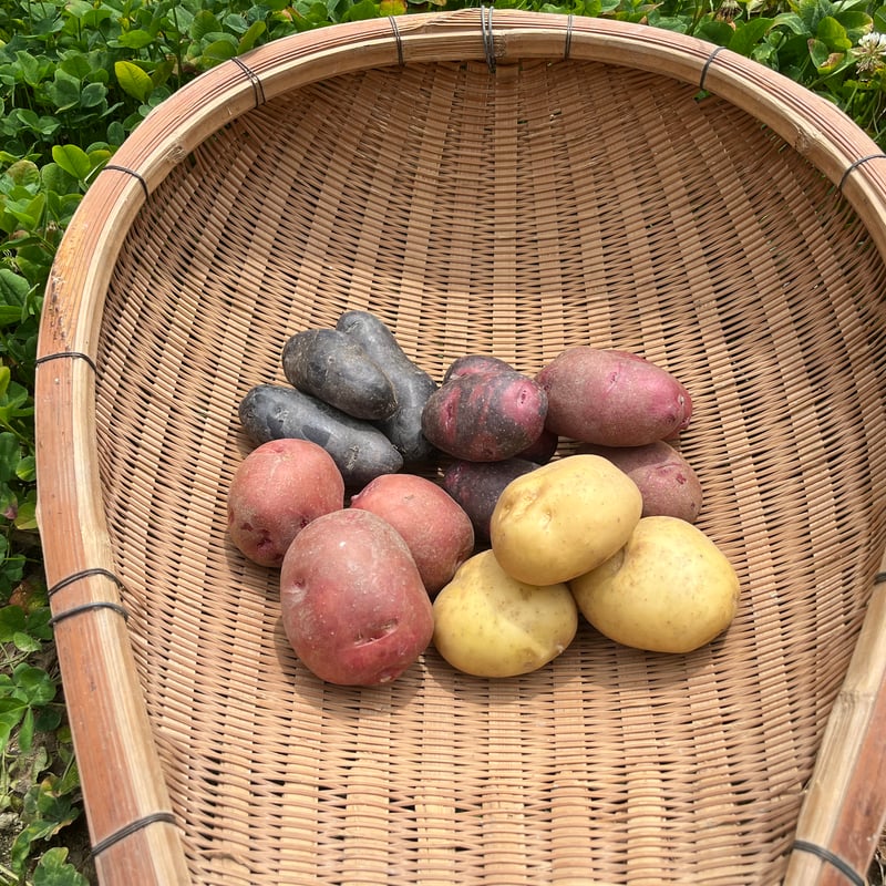 自然栽培 ジャガイモ5種食べ比べ（徳島県産） | 森ねずみの畑 トトファーム