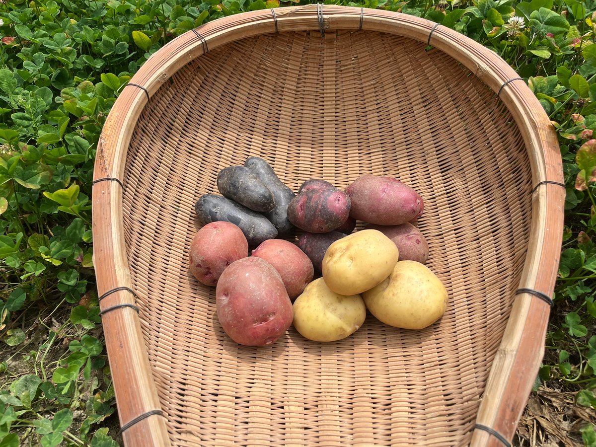 自然栽培 ジャガイモ5種食べ比べ（徳島県産） | 森ねずみの畑 トトファーム