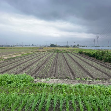 自然栽培　旨みのギュッと詰まったタマネギ（徳島県産）