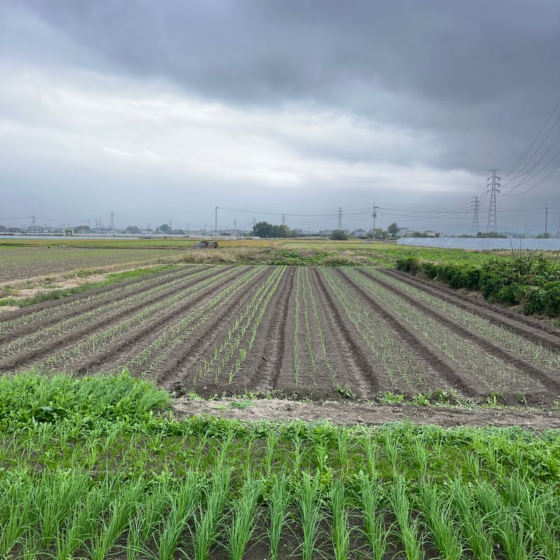 自然栽培 旨みのギュッと詰まったタマネギ（徳島県産） | 森ねずみの畑
