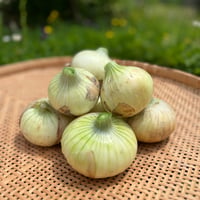 自然栽培　旨みのギュッと詰まったタマネギ（徳島県産）