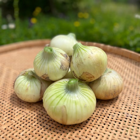 自然栽培　旨みのギュッと詰まったタマネギ（徳島県産）