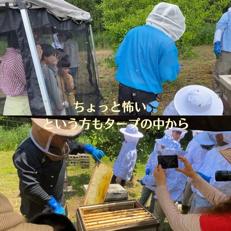 【満員御礼・終了】参加チケット 🍯 採蜜体験会 5/31（日）搾りたて天然蜂蜜お土産付き