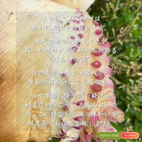 【今季終了】4月限定 ☆ 掘ってすぐに直送！筍 特別便