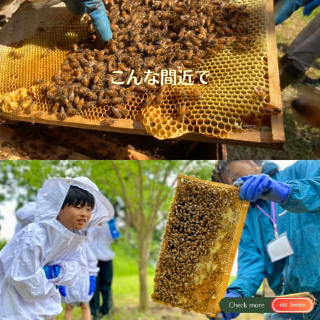 【満員御礼・終了】参加チケット 🍯 採蜜体験会 5/31（日）搾りたて天然蜂蜜お土産付き