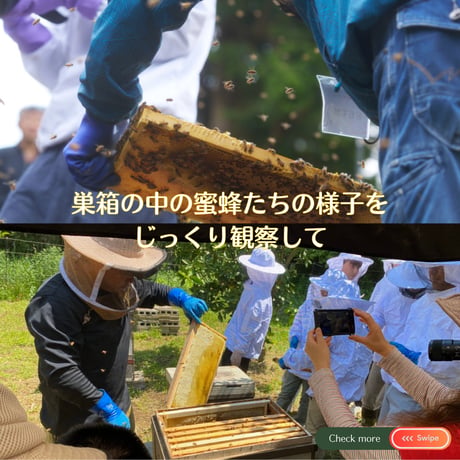 【満員御礼・終了】参加チケット 🍯 採蜜体験会 5/31（日）搾りたて天然蜂蜜お土産付き