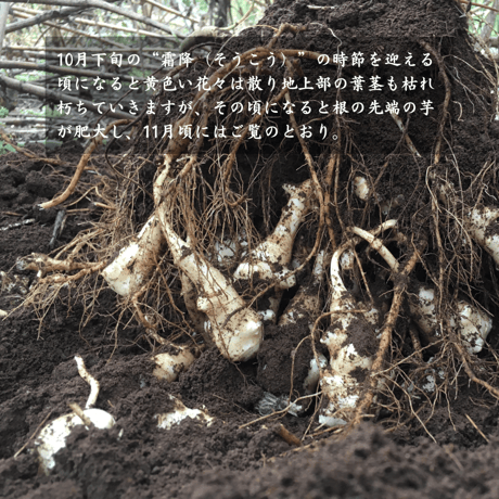 【完売御礼】2025 天然のインシュリン ☆ 菊芋特別便 S（2kg）