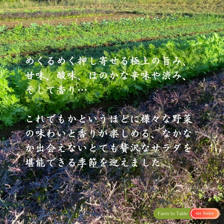 【完売御礼】2025 極上の旨み☆冬のサラダ特別便（Ｓサイズ：約8人前想定）