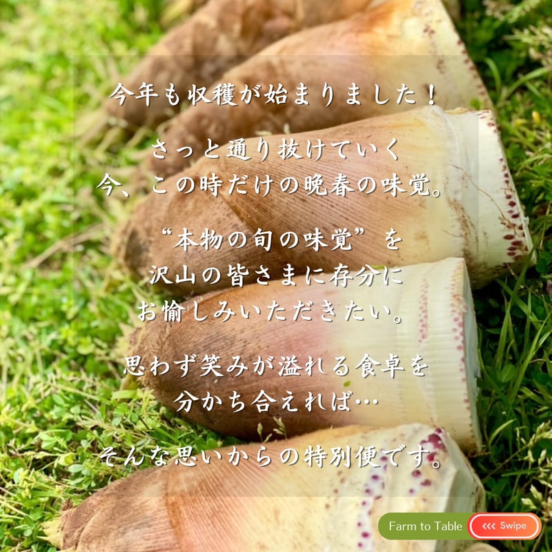 今季終了】4月限定 ☆ 掘ってすぐに直送！筍 特別便 | 72veggie shop