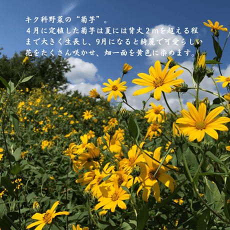 【完売御礼】2025 天然のインシュリン ☆ 菊芋特別便 S（2kg）