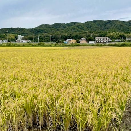 米粉麺（一袋）