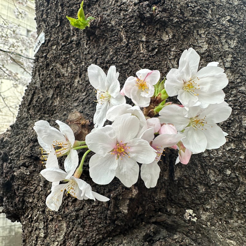 Sakura pierced earrings（K18YG） | FUMIO MAKINO