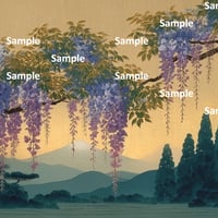 日本画風の藤の花