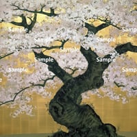 日本画風の桜