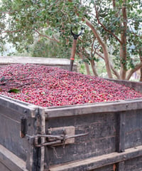 Costa Rica Tarruza【中深煎り】200g