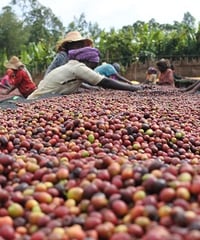 Ethiopia Yirga chefe Natural【中深煎り】200g