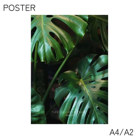 poster MONSTERA DEL