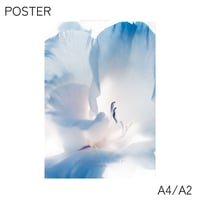 poster WHITE FLOWER