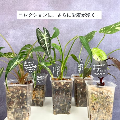 プランツネームタグ＆スティックセット（5個/5本）