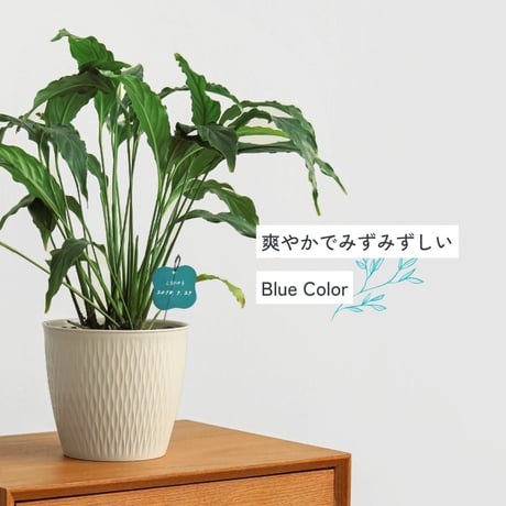 プランツネームタグ＆スティックセット（5個/5本）