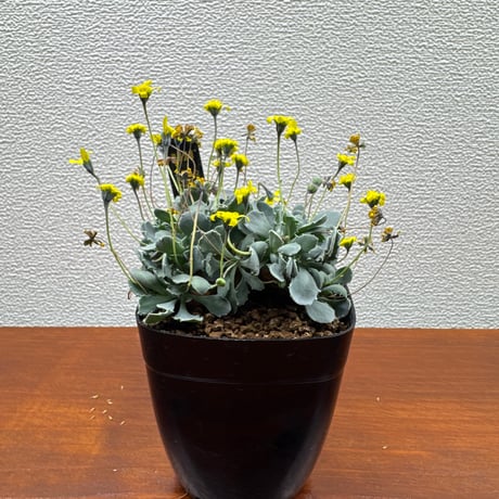 オトンナ | STORES