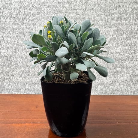 オトンナユーフォルビオイデス | STORES