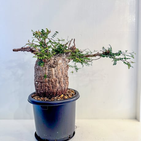 オペルクリカリアパキプス | STORES