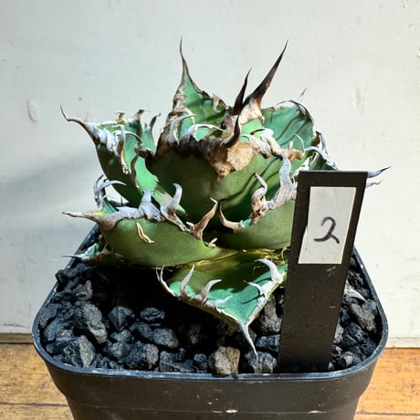 アガベチタノタシーザー | STORES 