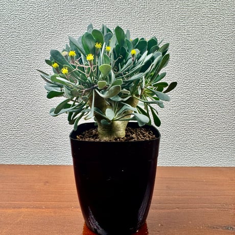 オトンナユーフォルビオイデス | STORES