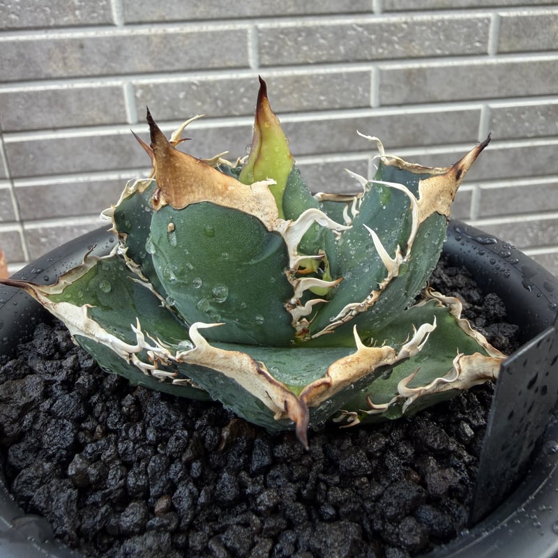 奄美育ちアガベオテロイ 実生苗 3株セット | SISU Plus Plants