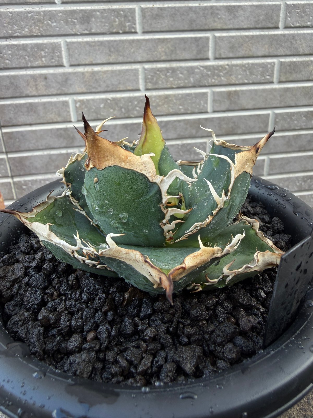 奄美育ちアガベオテロイ 実生苗 3株セット | SISU Plus Plants