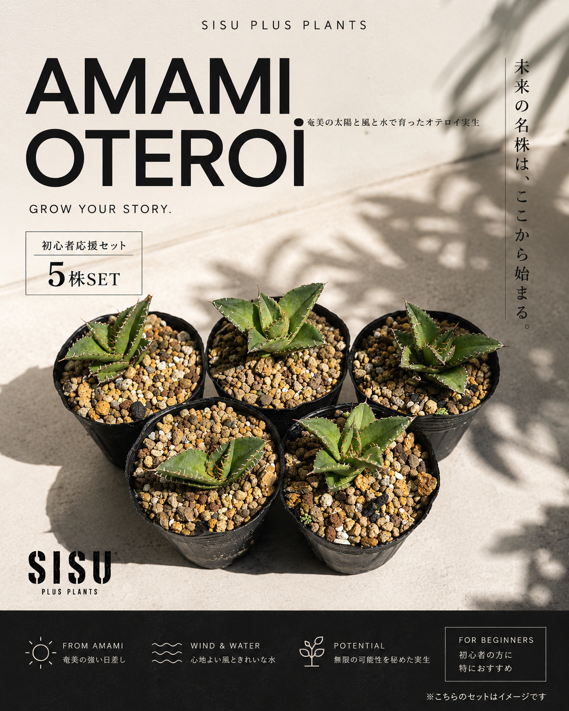 奄美育ちアガベオテロイ 実生苗 5株セット のコピー | SISU Plus Plants