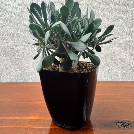 オトンナ | STORES