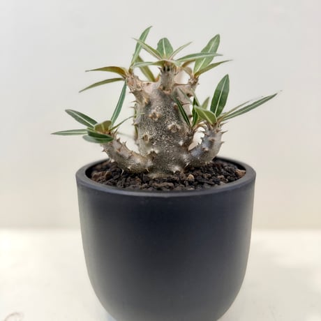 SISU Plus Plants